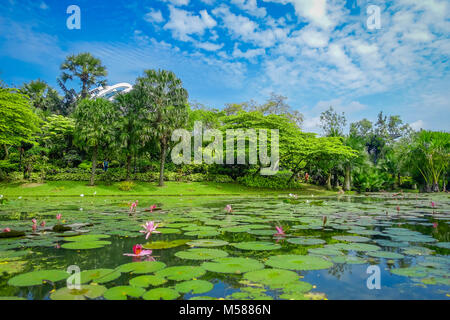 Beau jardin avec un lac artificiel avec de nombreux nénuphars dans l'eau situé à Marina Bay Sands à Singapour Banque D'Images