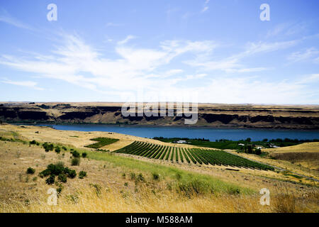 Un magnifique vignoble situé sur le fleuve Columbia dans l'état de Washington avec golden Meadows et de falaises sur la rive. Banque D'Images