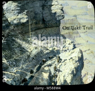 Grand Canyon Kaibab Trail historique. Sur le sentier "YAKI" IMPRIMÉ SUR LA BANDE DE PLASTIQUE. Carré blanc avec rayures rouge-coin inférieur gauche. "CHICAGO TRANSPARENCE CO.' IMPRIMÉ SUR PACK MULESWITH 11 MAT WRANGLER. La NEIGE SUR LE SENTIER DANS LA FORMATION DE KAIBAB. Vers 1930. Diapositive sur colorés à la main. Banque D'Images