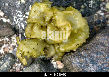 Une épaisse touffe d'algue verte agréablement allongé sur Stony Beach sur un fond de couleur des coquilles cassées myriad et pierres toujours scintillants de l'eau de mer Banque D'Images