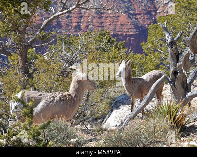 Grand Canyon Nat Park désert Mouflons . Parmi les plus gros mammifères ongulés dans le parc, le désert mouflons, Ovis canadensis, sont relativement rares le long de la rim, préférant les pentes rocheuses et les canyons de l'inner canyon. Ces animaux errent dans toute la profondeur du canyon de la RIMS à la rivière Colorado, qui se nourrissent de plantes et de la négociation de l'abrupte, terrain rocheux avec facilité. Ils ne perdent pas la longue, cornes courbes qui continuent de croître tout au long de leur vie. Comme beaucoup de mammifères de la région, ils sont susceptibles d'être trouvés près de sources fiables d'eau : sources, suintements, piscines ou Banque D'Images