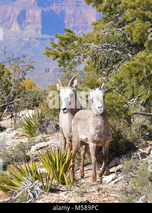 Grand Canyon Nat Park désert Mouflons . Parmi les plus gros mammifères ongulés dans le parc, le désert mouflons, Ovis canadensis, sont relativement rares le long de la rim, préférant les pentes rocheuses et les canyons de l'inner canyon. Ces animaux errent dans toute la profondeur du canyon de la RIMS à la rivière Colorado, qui se nourrissent de plantes et de la négociation de l'abrupte, terrain rocheux avec facilité. Ils ne perdent pas la longue, cornes courbes qui continuent de croître tout au long de leur vie. Comme beaucoup de mammifères de la région, ils sont susceptibles d'être trouvés près de sources fiables d'eau : sources, suintements, piscines ou Banque D'Images