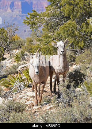 Grand Canyon Nat Park désert Mouflons . Parmi les plus gros mammifères ongulés dans le parc, le désert mouflons, Ovis canadensis, sont relativement rares le long de la rim, préférant les pentes rocheuses et les canyons de l'inner canyon. Ces animaux errent dans toute la profondeur du canyon de la RIMS à la rivière Colorado, qui se nourrissent de plantes et de la négociation de l'abrupte, terrain rocheux avec facilité. Ils ne perdent pas la longue, cornes courbes qui continuent de croître tout au long de leur vie. Comme beaucoup de mammifères de la région, ils sont susceptibles d'être trouvés près de sources fiables d'eau : sources, suintements, piscines ou Banque D'Images