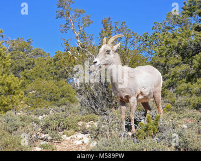 Grand Canyon Nat Park désert Mouflons . Parmi les plus gros mammifères ongulés dans le parc, le désert mouflons, Ovis canadensis, sont relativement rares le long de la rim, préférant les pentes rocheuses et les canyons de l'inner canyon. Ces animaux errent dans toute la profondeur du canyon de la RIMS à la rivière Colorado, qui se nourrissent de plantes et de la négociation de l'abrupte, terrain rocheux avec facilité. Ils ne perdent pas la longue, cornes courbes qui continuent de croître tout au long de leur vie. Comme beaucoup de mammifères de la région, ils sont susceptibles d'être trouvés près de sources fiables d'eau : sources, suintements, piscines ou Banque D'Images