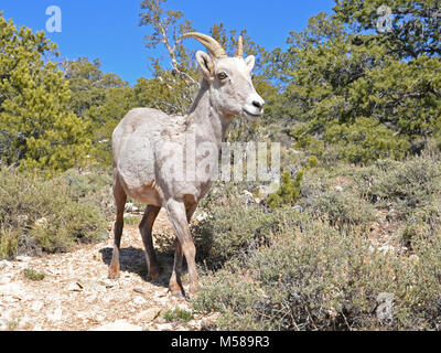 Grand Canyon Nat Park désert Mouflons . Parmi les plus gros mammifères ongulés dans le parc, le désert mouflons, Ovis canadensis, sont relativement rares le long de la rim, préférant les pentes rocheuses et les canyons de l'inner canyon. Ces animaux errent dans toute la profondeur du canyon de la RIMS à la rivière Colorado, qui se nourrissent de plantes et de la négociation de l'abrupte, terrain rocheux avec facilité. Ils ne perdent pas la longue, cornes courbes qui continuent de croître tout au long de leur vie. Comme beaucoup de mammifères de la région, ils sont susceptibles d'être trouvés près de sources fiables d'eau : sources, suintements, piscines ou Banque D'Images