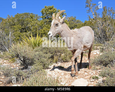 Grand Canyon Nat Park désert Mouflons . Parmi les plus gros mammifères ongulés dans le parc, le désert mouflons, Ovis canadensis, sont relativement rares le long de la rim, préférant les pentes rocheuses et les canyons de l'inner canyon. Ces animaux errent dans toute la profondeur du canyon de la RIMS à la rivière Colorado, qui se nourrissent de plantes et de la négociation de l'abrupte, terrain rocheux avec facilité. Ils ne perdent pas la longue, cornes courbes qui continuent de croître tout au long de leur vie. Comme beaucoup de mammifères de la région, ils sont susceptibles d'être trouvés près de sources fiables d'eau : sources, suintements, piscines ou Banque D'Images