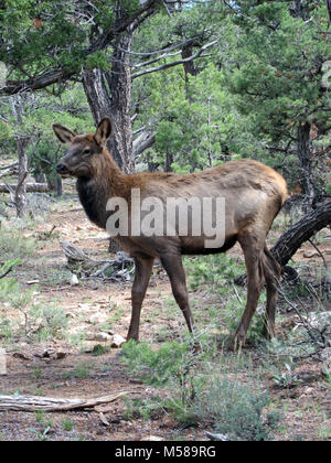 Grand Canyon Nat Park bébé wapiti à l'automne . Le wapiti (Cervus elaphus) sont souvent vus dans et autour de Grand Canyon Village sur la rive sud du Grand Canyon National Park. Bull Elk croître chaque année les bois à partir du moment où ils sont près d'un an. À maturité, un bull's rack peut avoir 6 à 8 points ou les dents de chaque côté et peser plus de 30 livres. Les bois sont disparaît généralement en mars ou avril, et commencer la repousse en mai, lorsque la croissance osseuse est nourrie par les vaisseaux sanguins et couverts par le furry-à velours. La croissance des bois cesse chaque année en août, quand le Velvet s'assèche et les taureaux commencent à gratter Banque D'Images