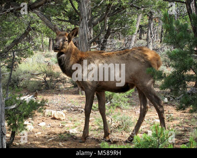 Grand Canyon Nat Park bébé wapiti à l'automne . Le wapiti (Cervus elaphus) sont souvent vus dans et autour de Grand Canyon Village sur la rive sud du Grand Canyon National Park. Bull Elk croître chaque année les bois à partir du moment où ils sont près d'un an. À maturité, un bull's rack peut avoir 6 à 8 points ou les dents de chaque côté et peser plus de 30 livres. Les bois sont disparaît généralement en mars ou avril, et commencer la repousse en mai, lorsque la croissance osseuse est nourrie par les vaisseaux sanguins et couverts par le furry-à velours. La croissance des bois cesse chaque année en août, quand le Velvet s'assèche et les taureaux commencent à gratter Banque D'Images