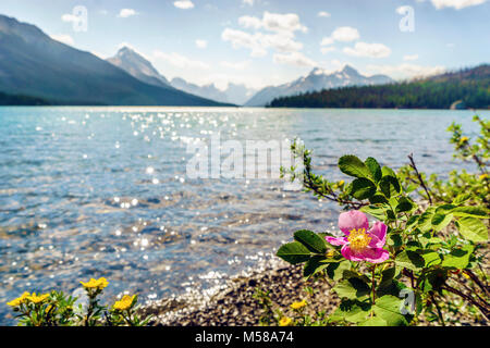 Blooming rose sauvage - symbole de l'Alberta - par le lac Medicine, Jasper National Park, Canada Banque D'Images