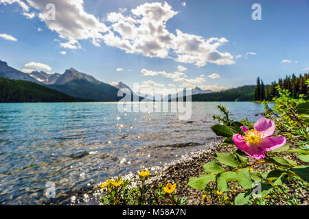 Blooming rose sauvage - symbole de l'Alberta - par le lac Medicine, Jasper National Park, Canada Banque D'Images