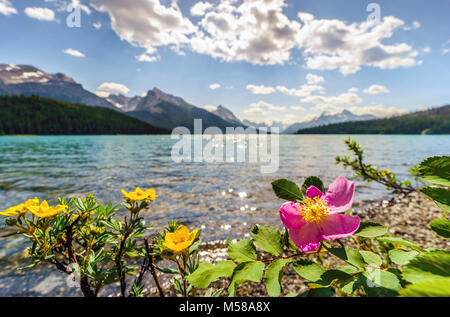 Blooming rose sauvage - symbole de l'Alberta - et jaune potentilla par Medicine Lake, du Parc National de Jasper, Canada Banque D'Images