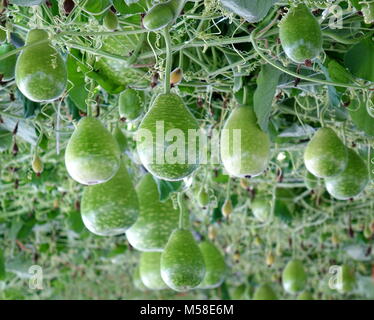 Calebasse vert bouteille ou gourdes sont en croissance sur une vigne Banque D'Images