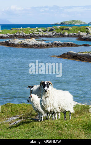 Petit groupe de moutons dans le paysage littoral accidenté de l'île de South Uist, îles Hébrides, Ecosse, Royaume-Uni Banque D'Images