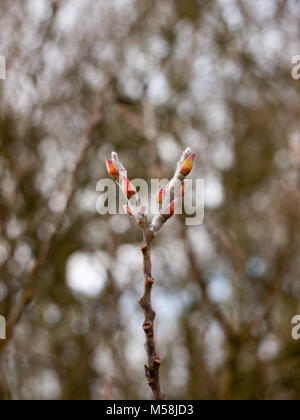 Close up de deux conseils en herbe d'un arbre en hiver ; Essex ; Angleterre ; uk Banque D'Images