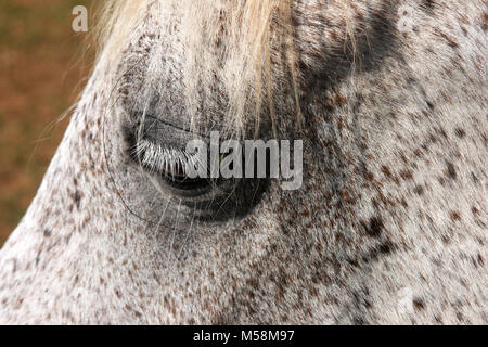 Close-up of horse's eye Banque D'Images