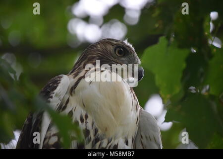 Hawk Banque D'Images