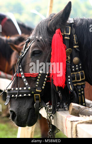 Cheval magnifiquement décoré prêt pour la concurrence Banque D'Images