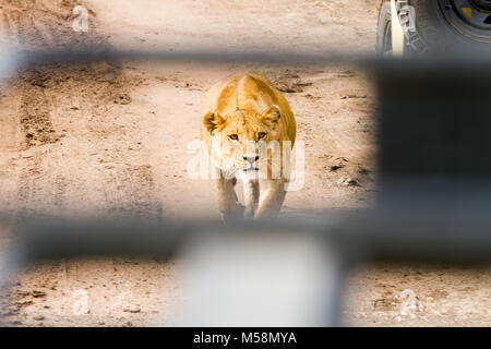 Les lionnes d'Afrique de l'Est (Panthera leo), Genre Panthera, désignée vulnérable, la préparation de chasser dans le Parc National du Serengeti, Tanzanie, vu à travers l'évaluation safa Banque D'Images
