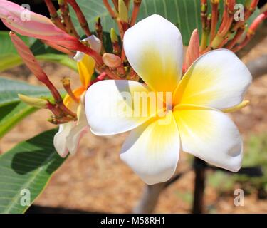 Ce livre blanc est un arbre frangipanier. Ses fleurs ont 5 pétales blancs à centre jaune et sont également connus sous le Plumeria. Et un parfum de fleurs ornementales. Banque D'Images