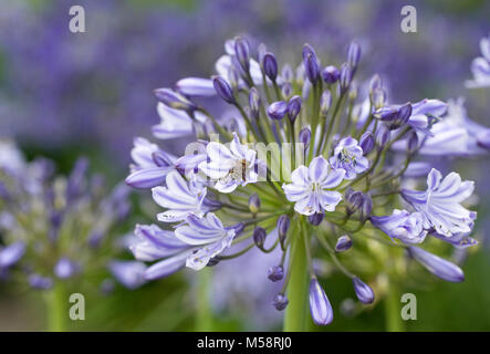 Abeille sur Agapanthus 'Suzan' fleurs. Banque D'Images