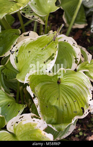 Escargot et limaces dégâts sur Hosta 'Winter Snow' feuilles. Banque D'Images