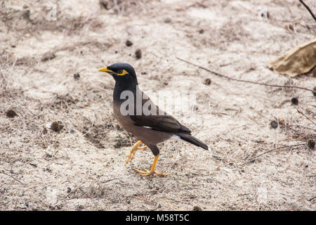 Oiseau commun Mynas walking on beach en Thaïlande Banque D'Images