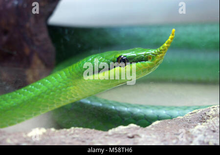 Nosey runner Boulanger - nom latin 'Rhynchophis Boulengeri' Banque D'Images