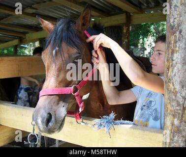 Lazarevskoe, Sochi, Russie - 28 juin 2014 : l'adolescent mettre une patte sur un cheval Banque D'Images