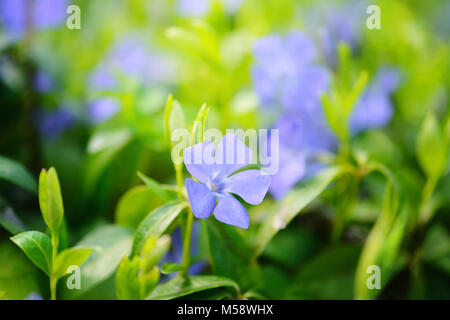 Bleu pervenche Vinca fleurs de printemps dans la forêt Banque D'Images