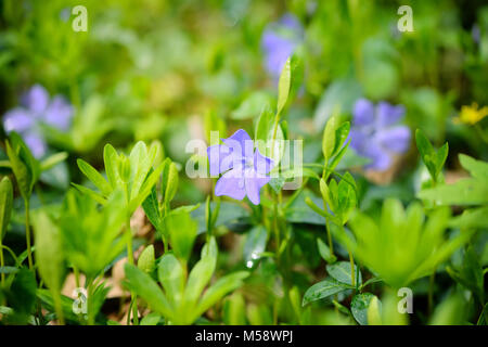 Bleu pervenche Vinca fleurs de printemps dans la forêt Banque D'Images