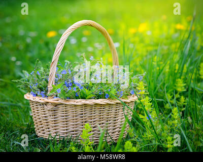 Veronica (Veronica chamaedrys) fleurs dans un panier sur l'herbe Banque D'Images