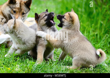 Beau charmant les chiots de race Laika jouer sur l'herbe Banque D'Images