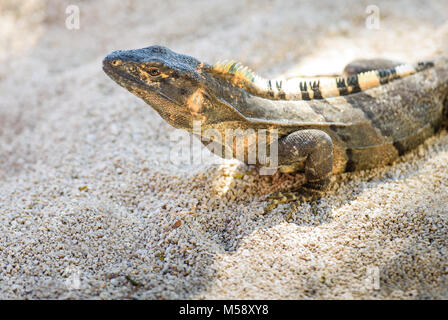 L'iguane au Costa Rica. Clouse jusqu Banque D'Images