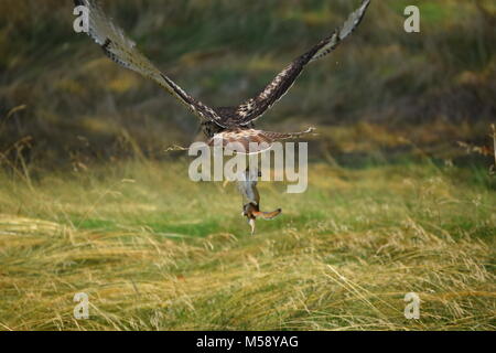 Hawk Banque D'Images