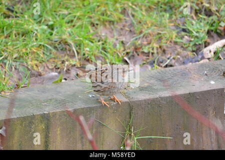 Close up de grive musicienne Turdus philomelos posés sur des traverses de bois en bordure de jardin anglais en attente de décoller de reste Banque D'Images