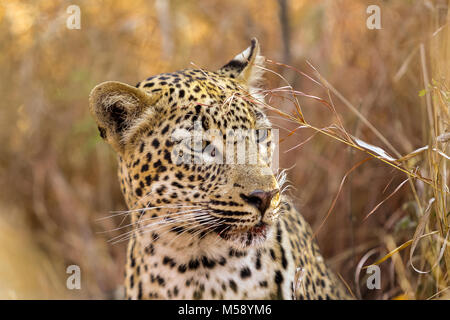 Close up of an African Leopard se cacher dans l'herbe haute Banque D'Images