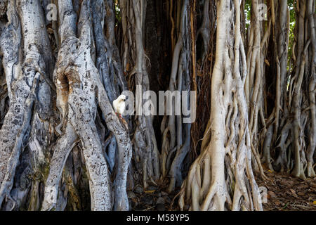 California white pigeon dans banians Banque D'Images