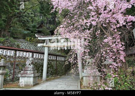 KYOTO, JAPON - 16 avril 2012 : Hachi culte avec les cerisiers en fleurs à Kyoto, au Japon. Le sanctuaire est situé à Ginkakuji motifs dans Sakyo-ku district de K Banque D'Images