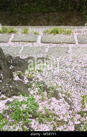 Fleurs de sakura tombé sur le chemin de philosophe à Kyoto, au Japon. Banque D'Images