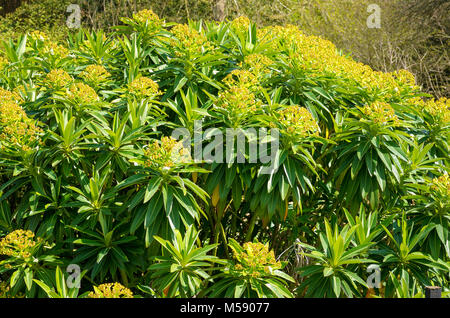 X stygiana Euphorbia melifera vu dans un jardin anglais dans peut-être Banque D'Images