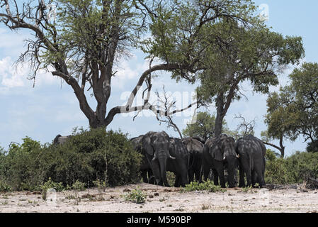 Troupeau d'éléphants sous un arbre groupe dans le Parc National de Chobe, au Botswana Banque D'Images