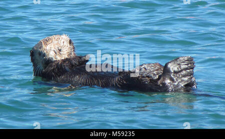 Otter à Moss Landing sur la côte de Californie Banque D'Images
