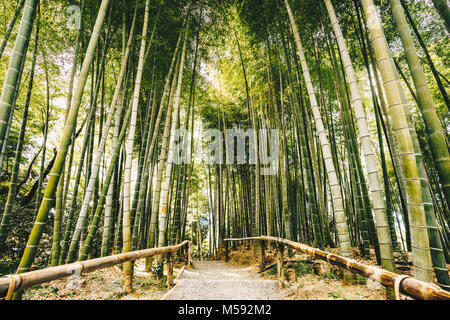 Forêt de bambous d'Arashiyama, près de Kyoto, Japon Banque D'Images