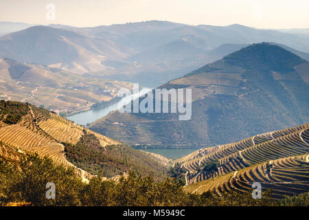 Vignobles en terrasses, près de la vallée de la rivière Douro, Pinhao, Portugal Banque D'Images