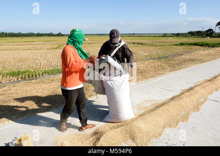 Le riz est mis à sécher sur la route et puis emportés et emballés dans des sacs. Luzon, Philippines Banque D'Images