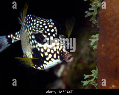 Smooth trunkfish (Lactophrys triqueter, Perlen-Kofferfisch), Brauner, Niederländische Antillen Banque D'Images
