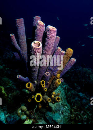 Aplysina archeri, tube éponge de Bonaire Banque D'Images