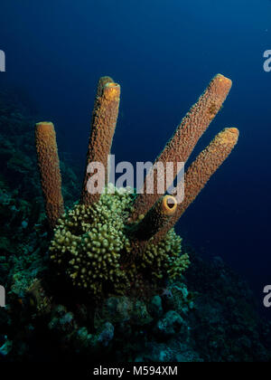 Aplysina archeri, tube éponge de Bonaire Banque D'Images