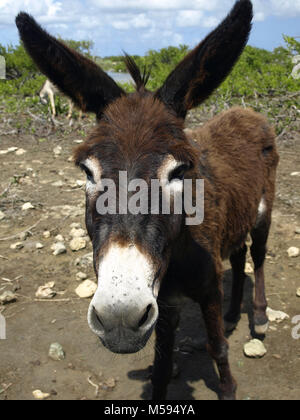 Naughty âne sauvage inspecter la voiture Banque D'Images