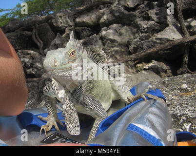 Iguane vert à Bonaire pique-nique capture Banque D'Images
